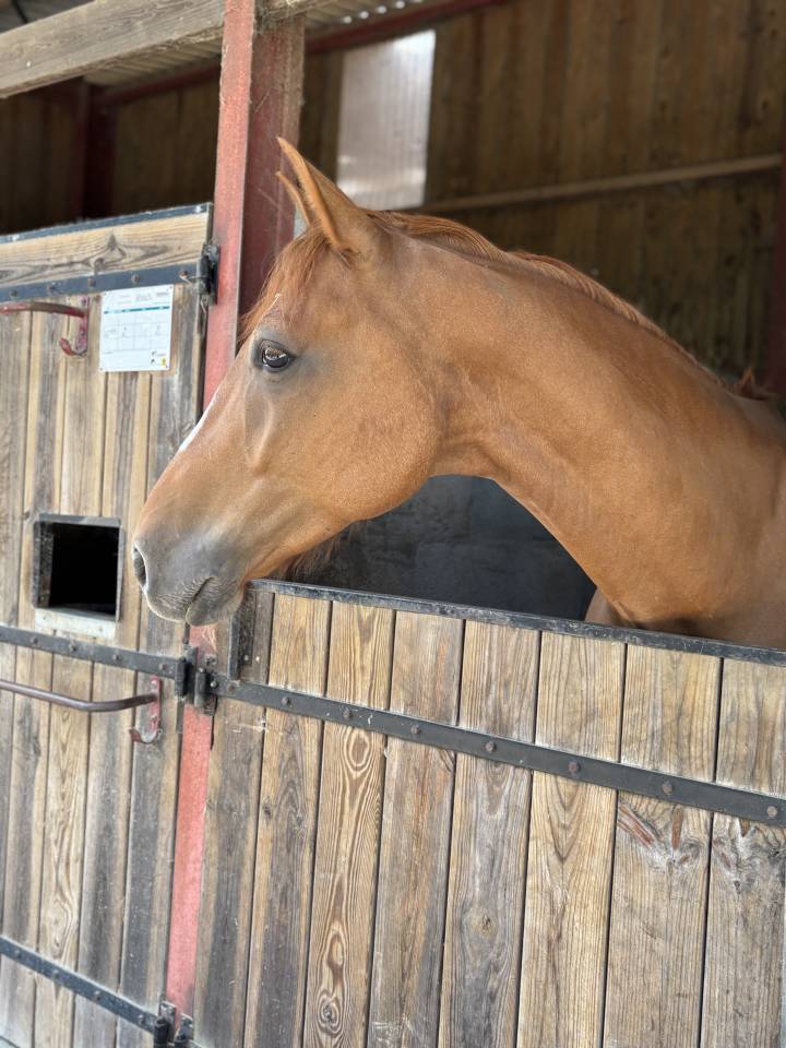 Castrone Sella Francese In vendita 2019 Sauro ,  ZANDOR Z