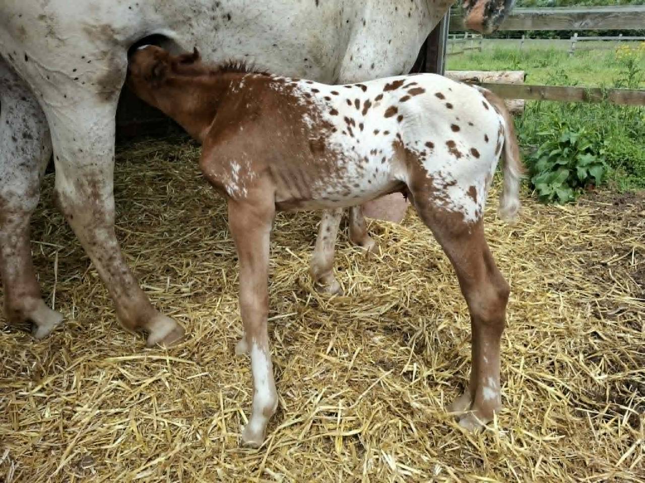 Puledro Appaloosa In vendita 2026 Appaloosa ,  Makee Cream Illusion