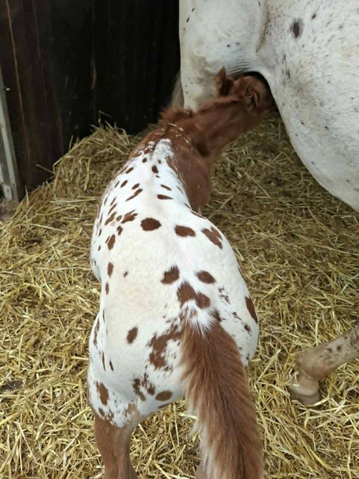 Puledro Appaloosa In vendita 2026 Appaloosa ,  Makee Cream Illusion