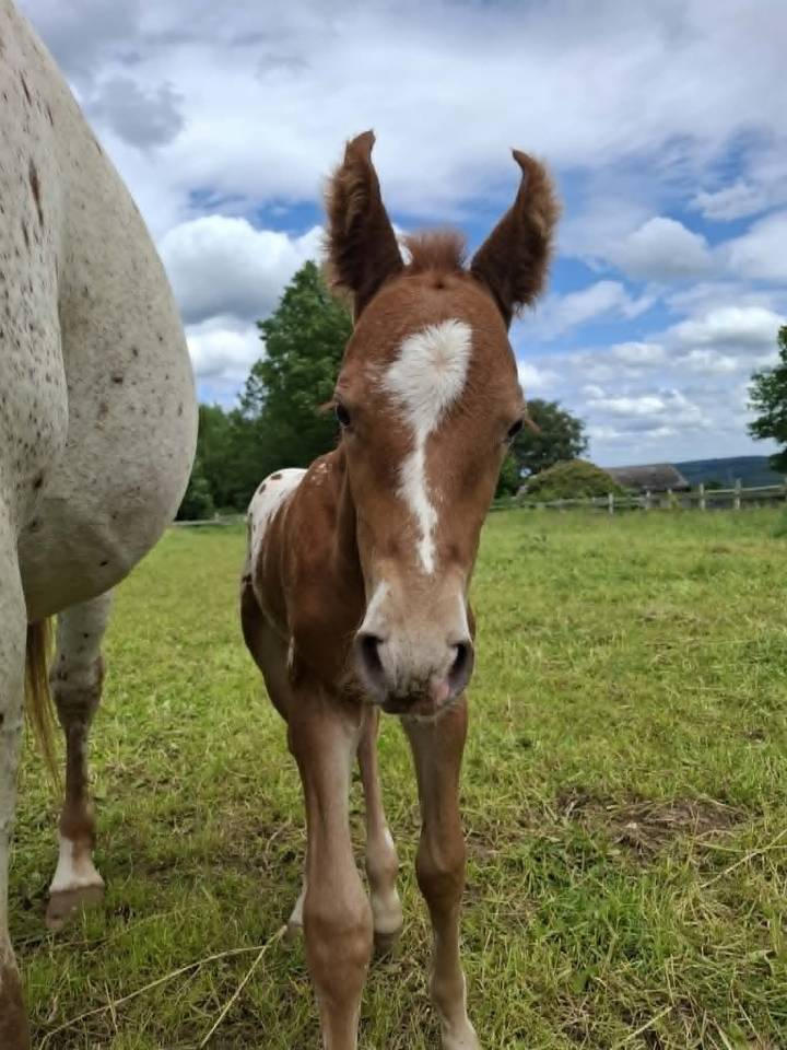 Puledro Appaloosa In vendita 2026 Appaloosa ,  Makee Cream Illusion