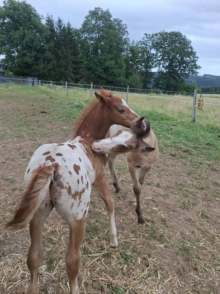 Puledro Appaloosa In vendita 2026 Appaloosa ,  Makee Cream Illusion