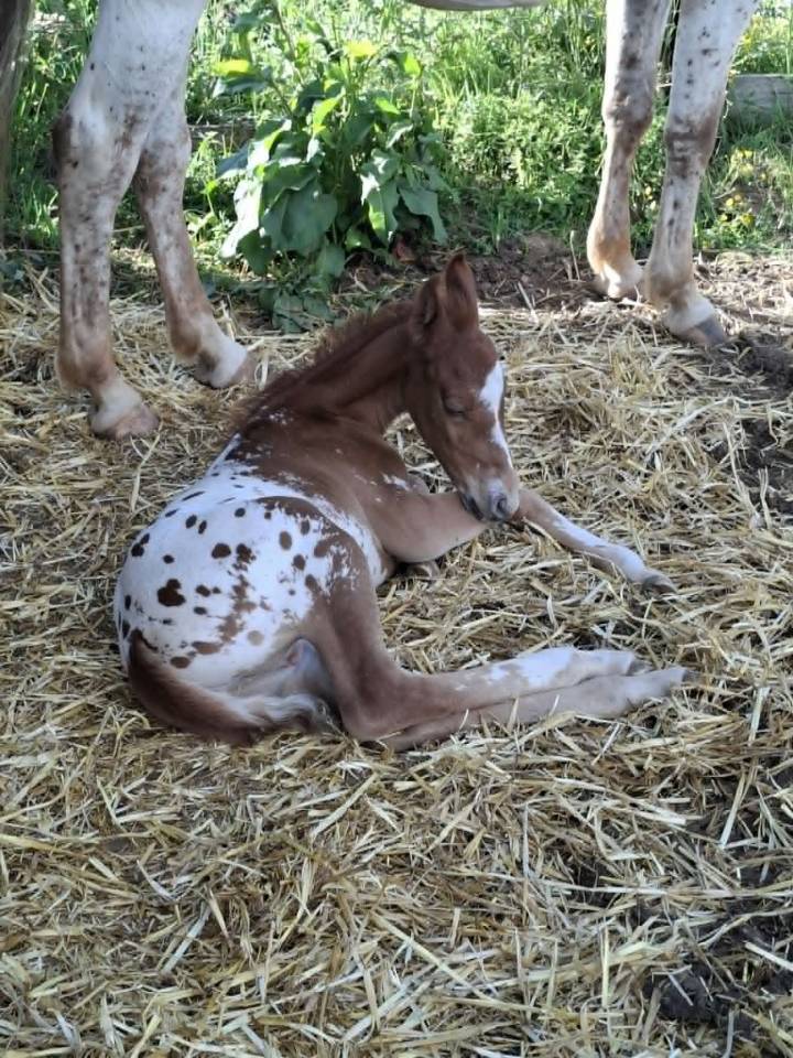 Puledro Appaloosa In vendita 2026 Appaloosa ,  Makee Cream Illusion