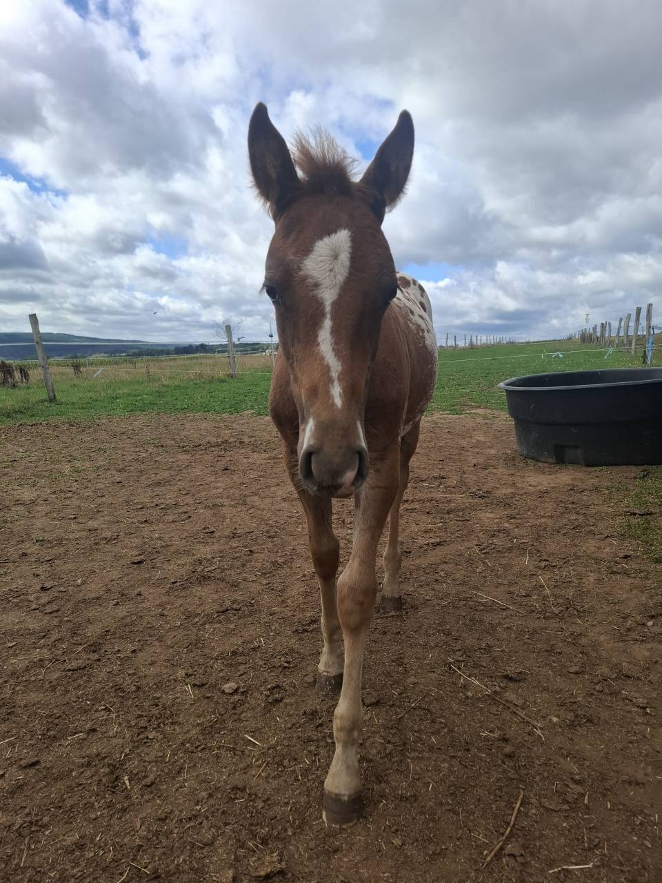 Puledro Appaloosa In vendita 2026 Appaloosa ,  Makee Cream Illusion