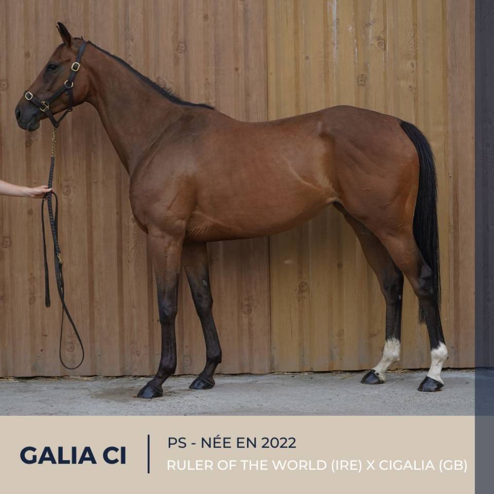 Cavalla Purosangue In vendita 2022 Baio ,  RULER OF THE WORLD (IRE)