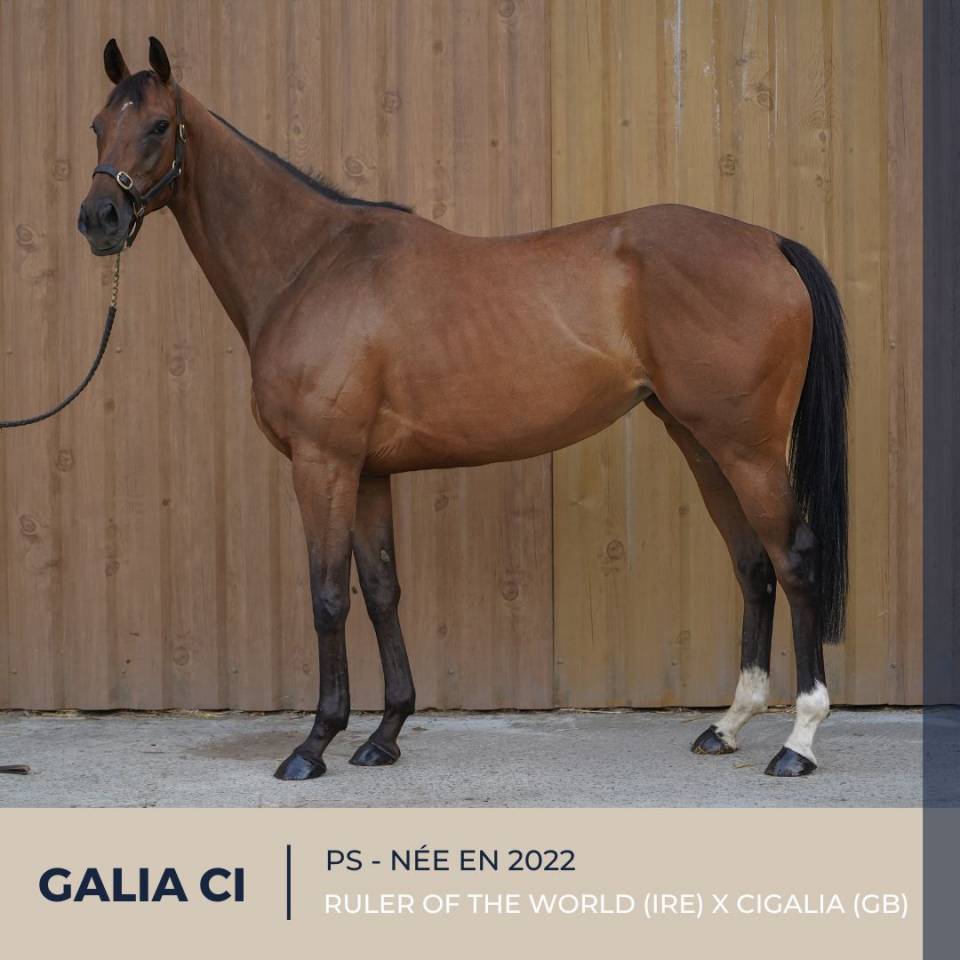 Cavalla Purosangue In vendita 2022 Baio ,  RULER OF THE WORLD (IRE)