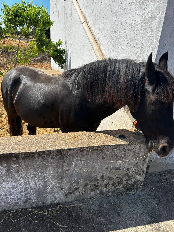 VENDO MURGESE CASTRONE 
