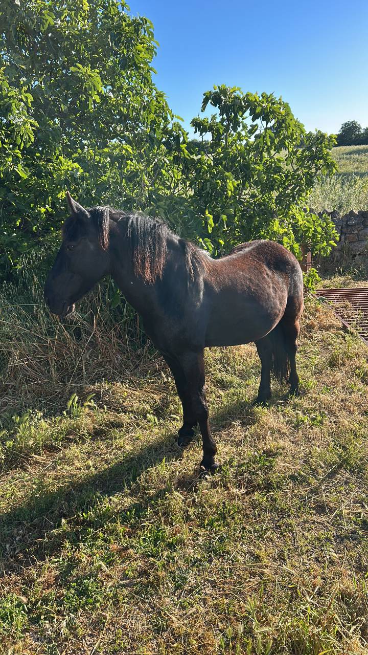 VENDO MURGESE CASTRONE 