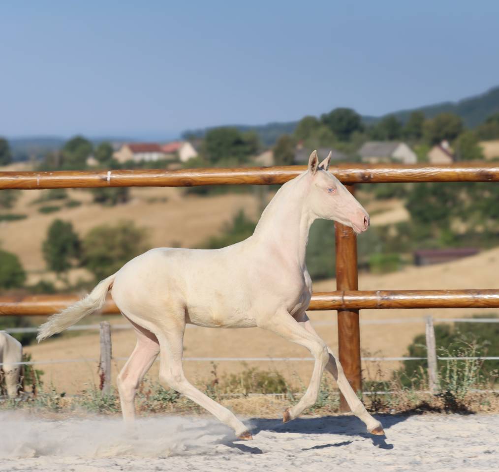 Puledra Lusitano In vendita 2026 Cremello ,  Rei Du Parc