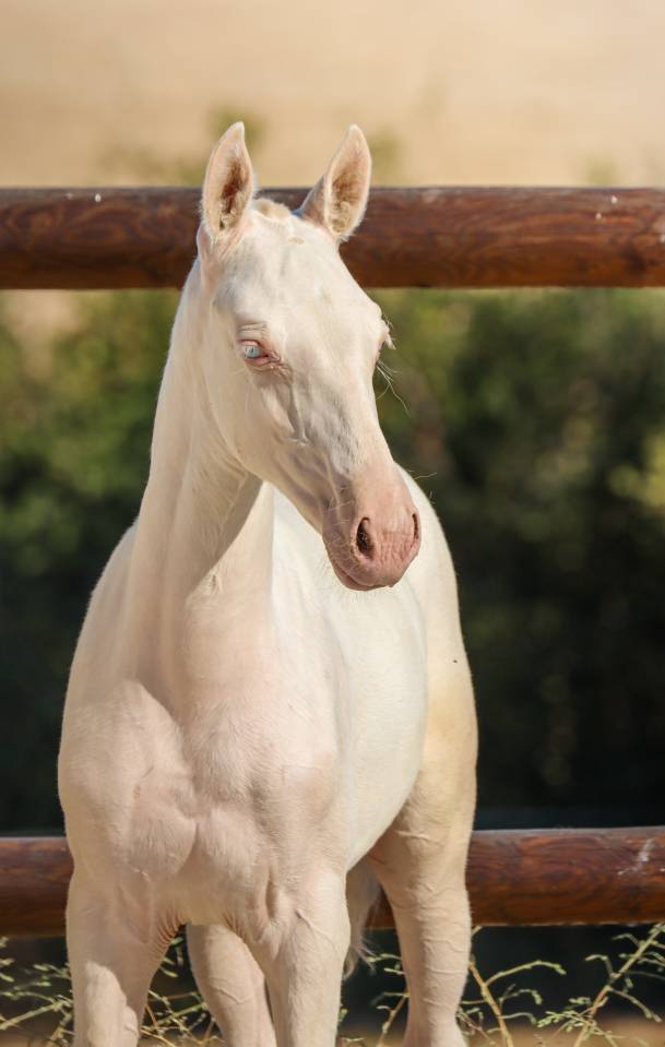 Puledra Lusitano In vendita 2026 Cremello ,  Rei Du Parc