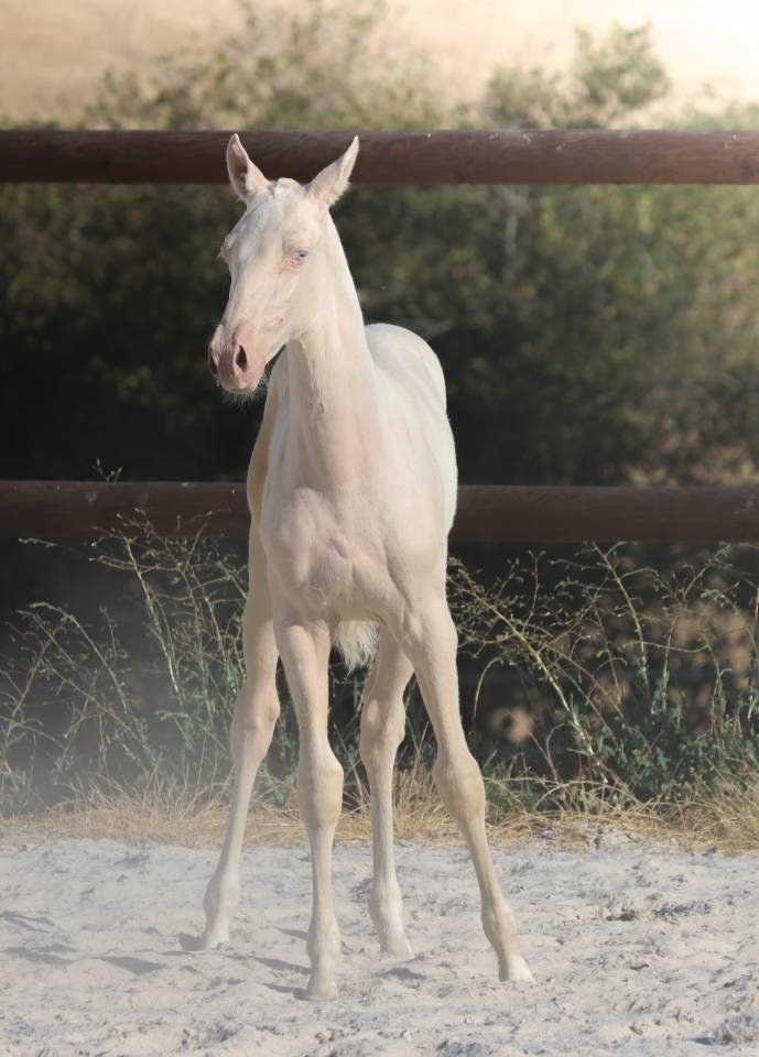 Puledra Lusitano In vendita 2026 Cremello ,  Rei Du Parc