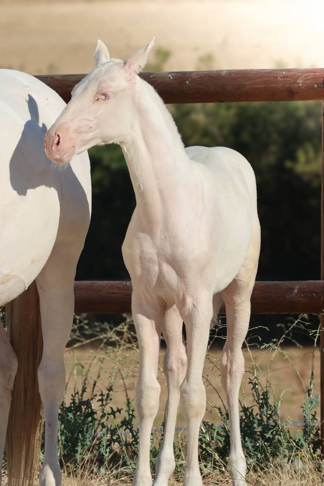Puledra Lusitano In vendita 2026 Cremello ,  Rei Du Parc