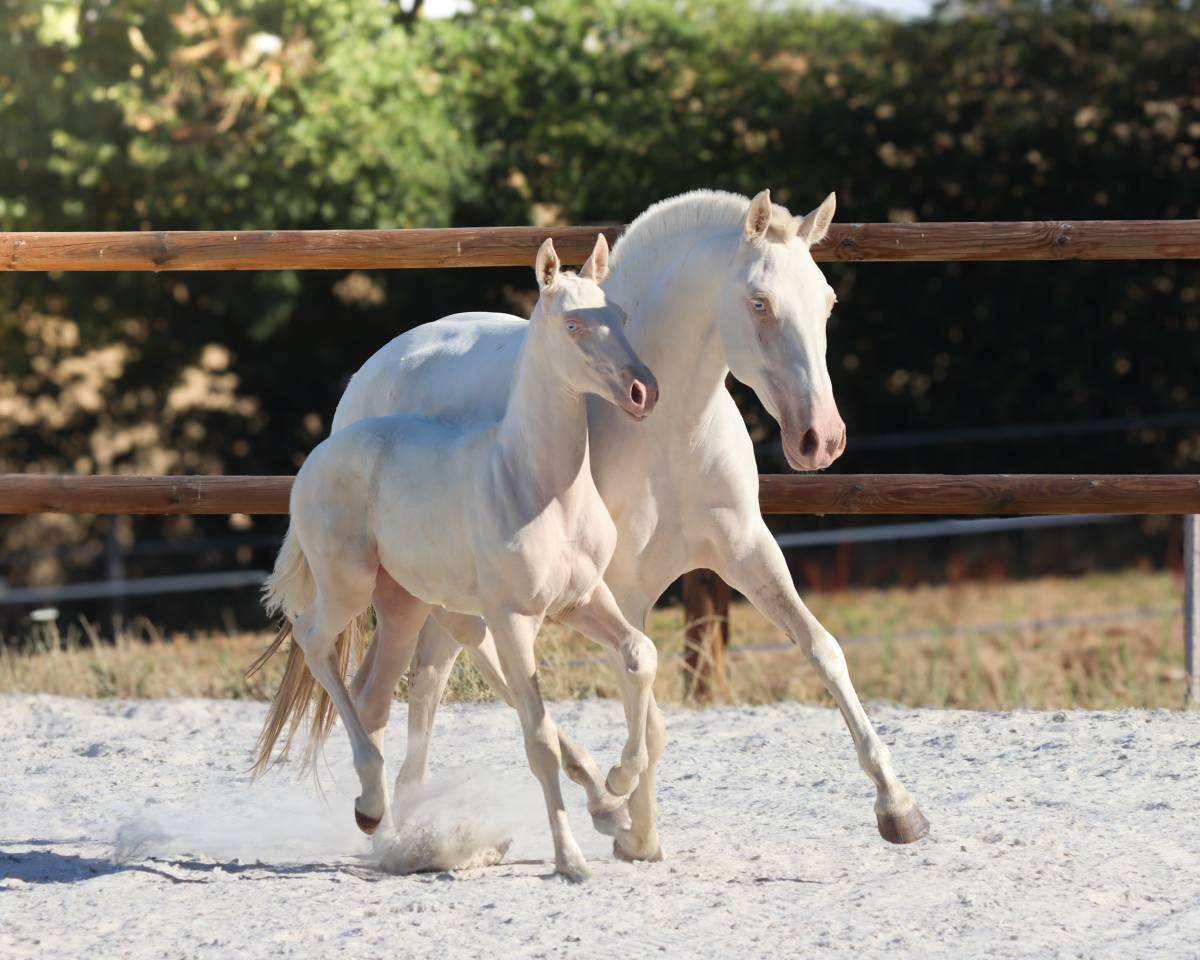 Puledra Lusitano In vendita 2026 Cremello ,  Rei Du Parc