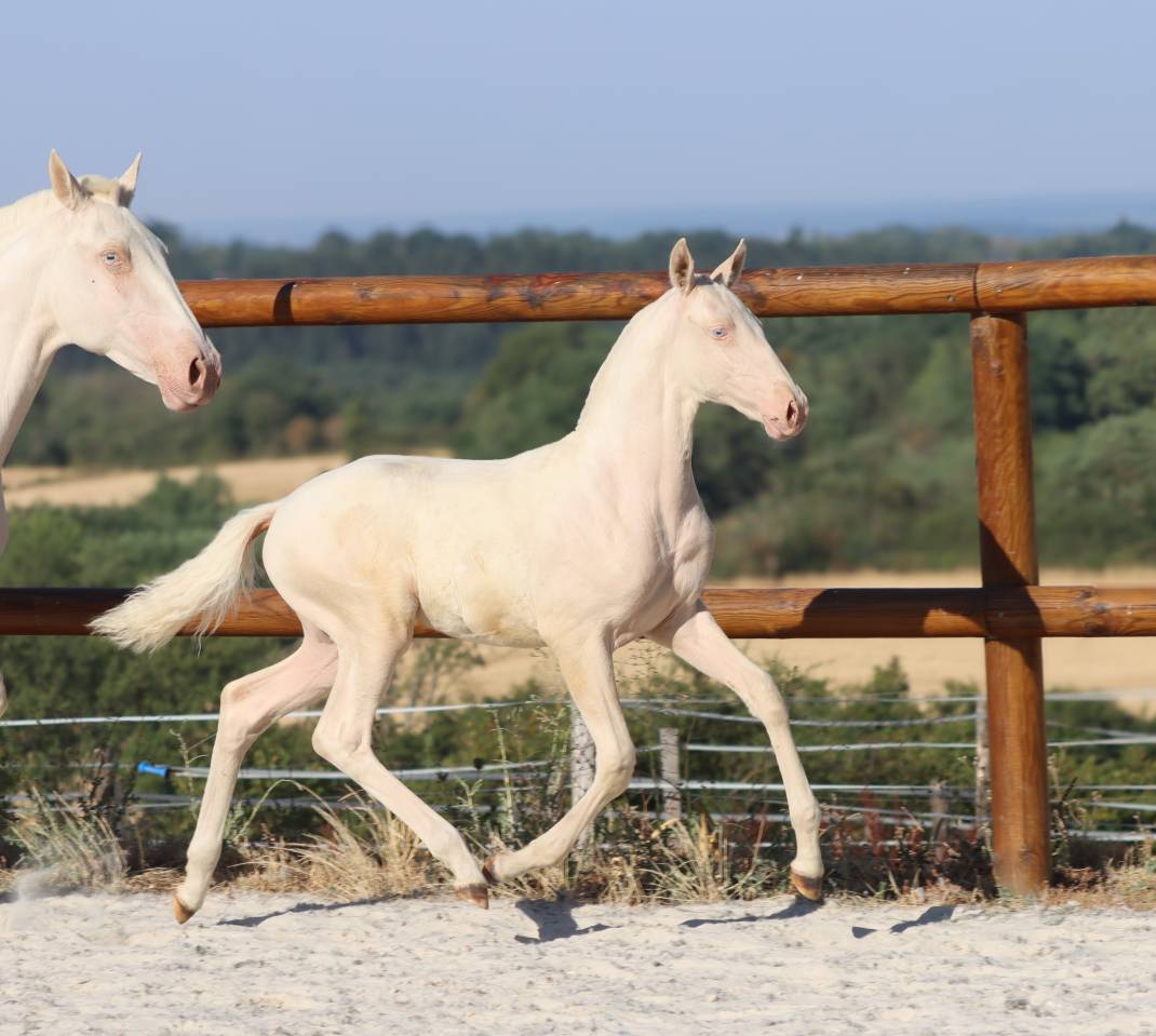 Puledra Lusitano In vendita 2026 Cremello ,  Rei Du Parc