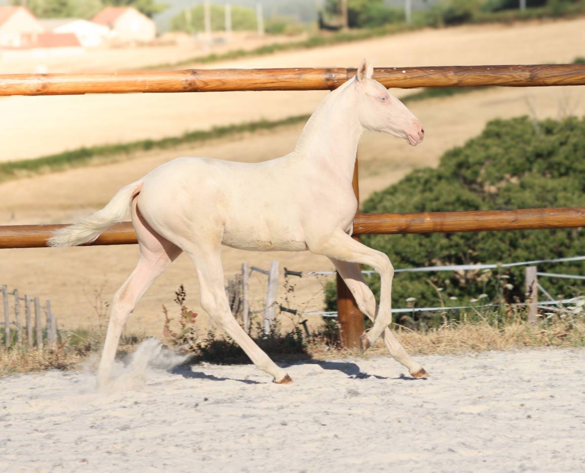 Puledra Lusitano In vendita 2026 Cremello ,  Rei Du Parc