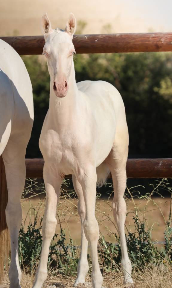 Puledra Lusitano In vendita 2026 Cremello ,  Rei Du Parc