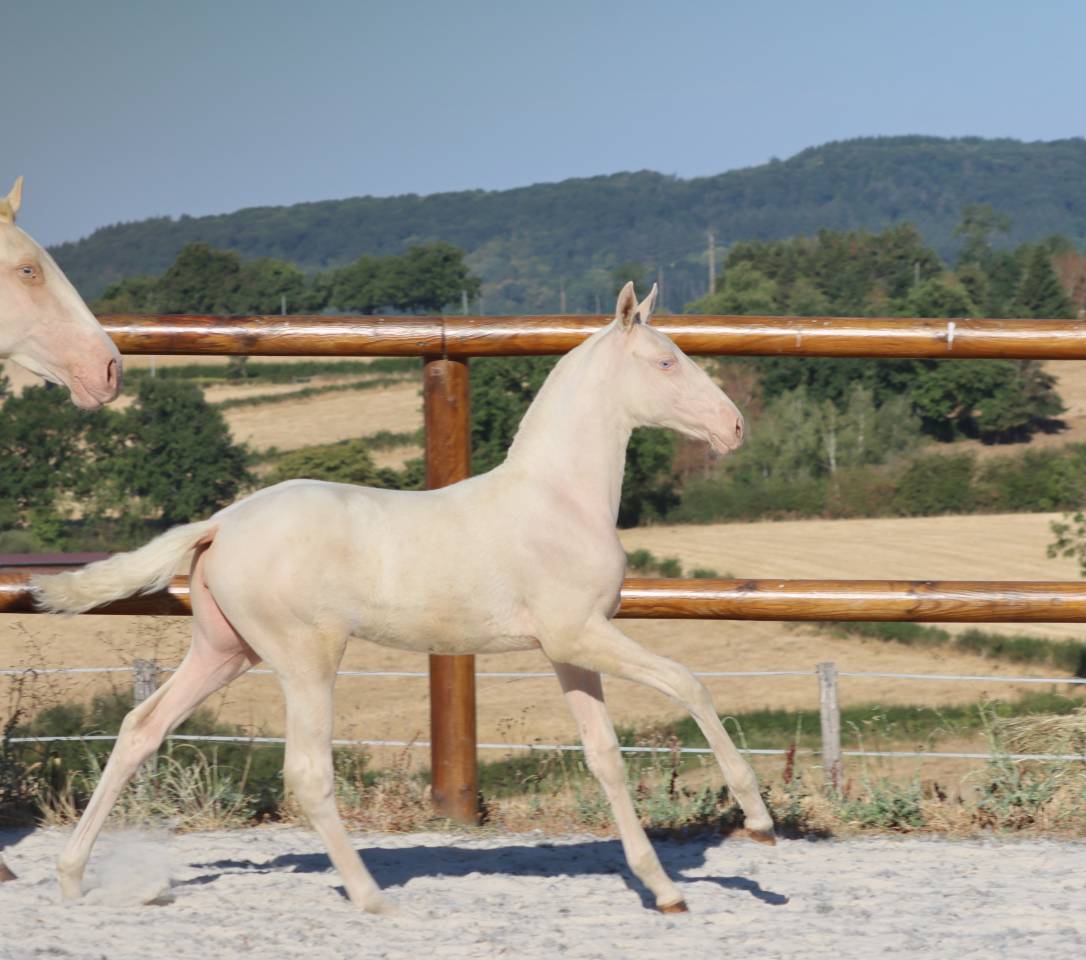 Puledra Lusitano In vendita 2026 Cremello ,  Rei Du Parc