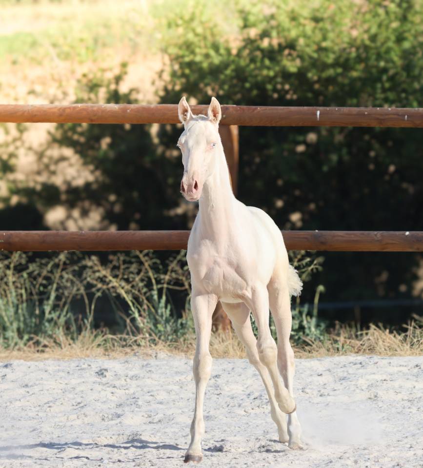 Puledra Lusitano In vendita 2026 Cremello ,  Rei Du Parc