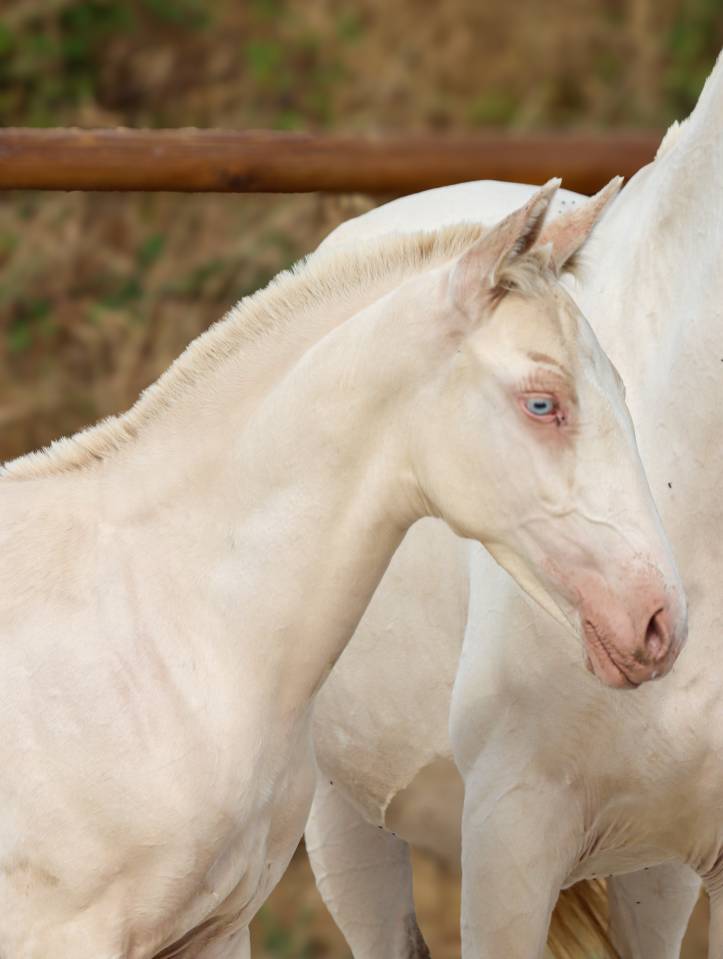 Puledro Lusitano In vendita 2026 Perlino ,  Rei Du Parc