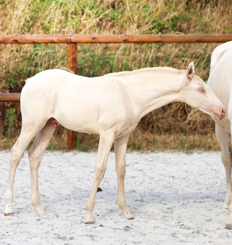 Puledro Lusitano In vendita 2026 Perlino ,  Rei Du Parc
