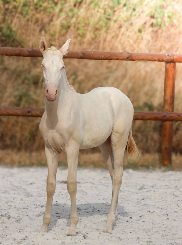 Puledro Lusitano In vendita 2026 Perlino ,  Rei Du Parc