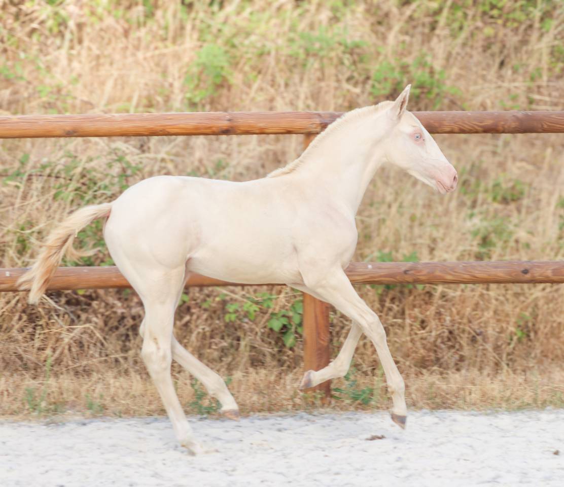 Puledro Lusitano In vendita 2026 Perlino ,  Rei Du Parc