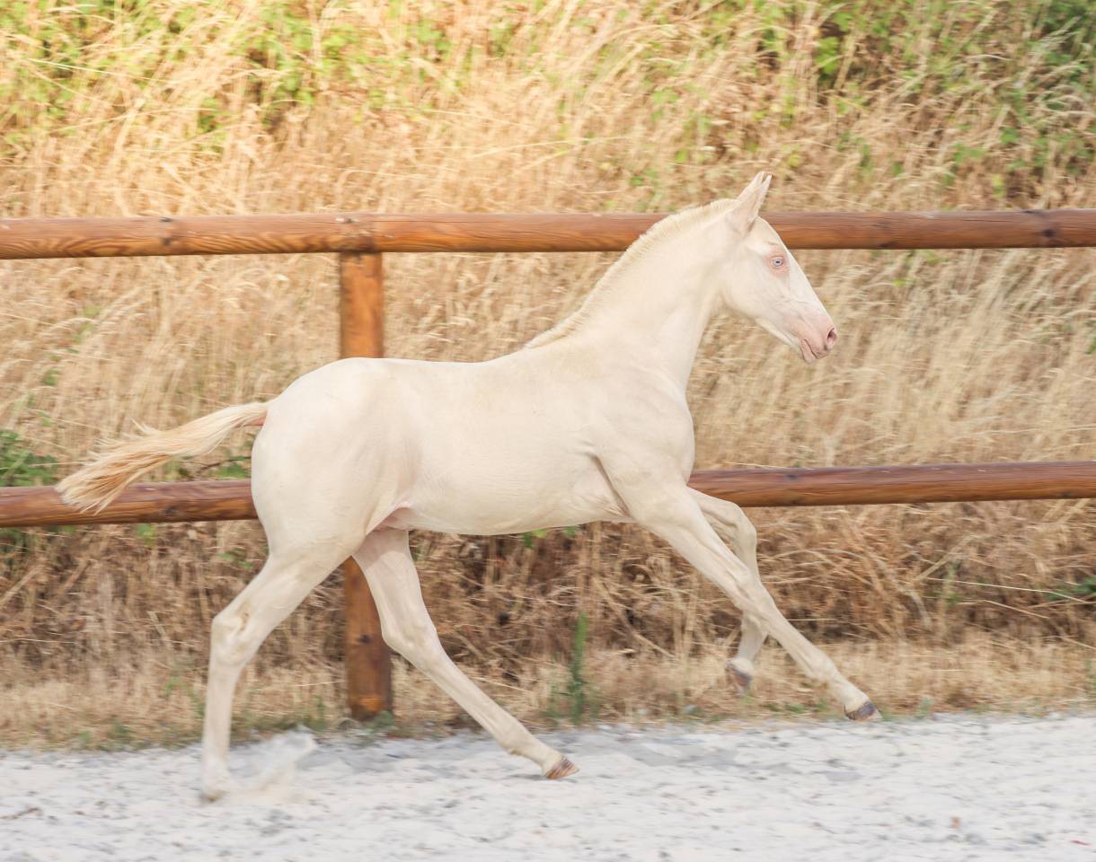 Puledro Lusitano In vendita 2026 Perlino ,  Rei Du Parc