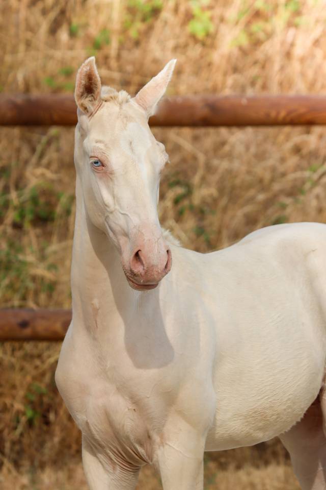 Puledro Lusitano In vendita 2026 Perlino ,  Rei Du Parc