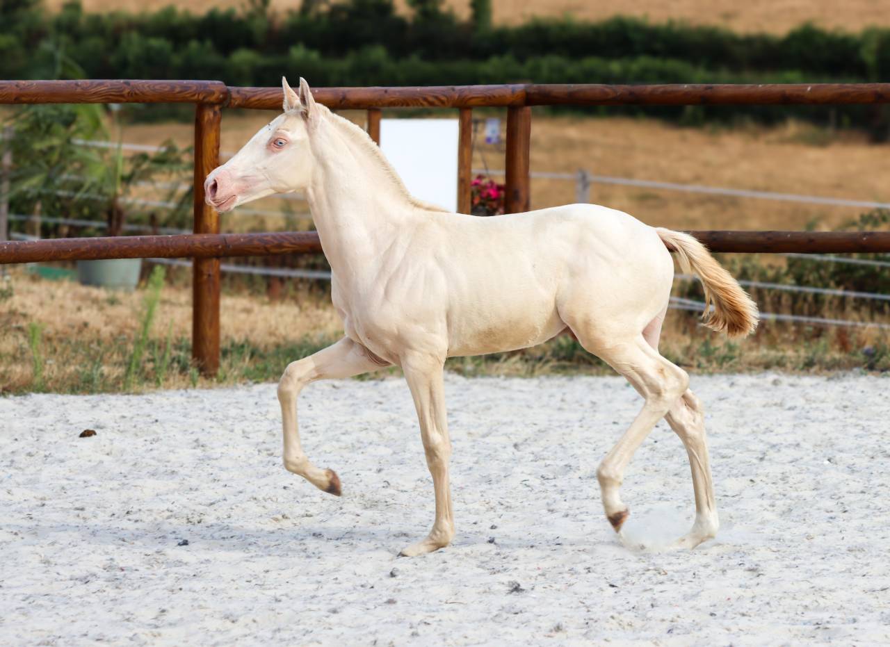 Puledro Lusitano In vendita 2026 Perlino ,  Rei Du Parc