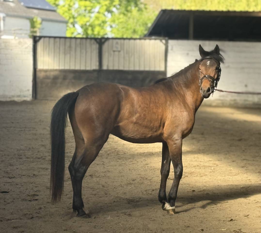 Castrone New Forest In vendita 2023 Baio