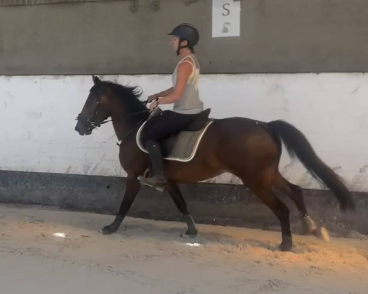 Castrone New Forest In vendita 2023 Baio