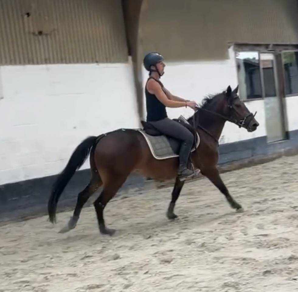 Castrone New Forest In vendita 2023 Baio