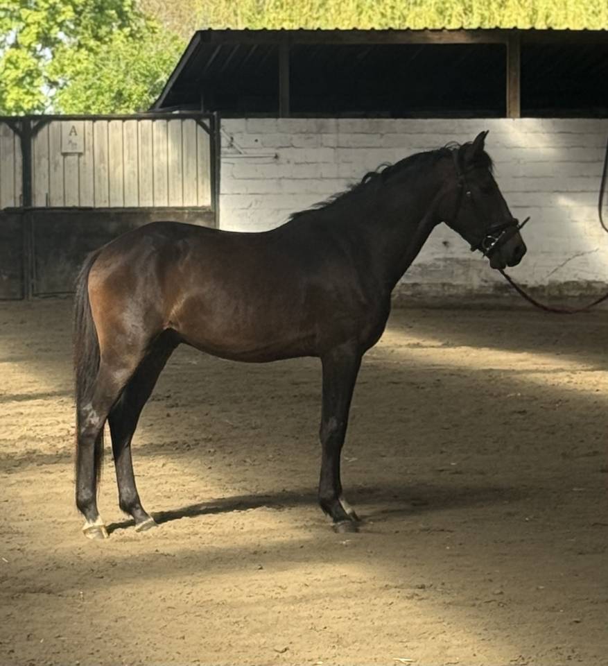 Castrone New Forest In vendita 2023 Baio