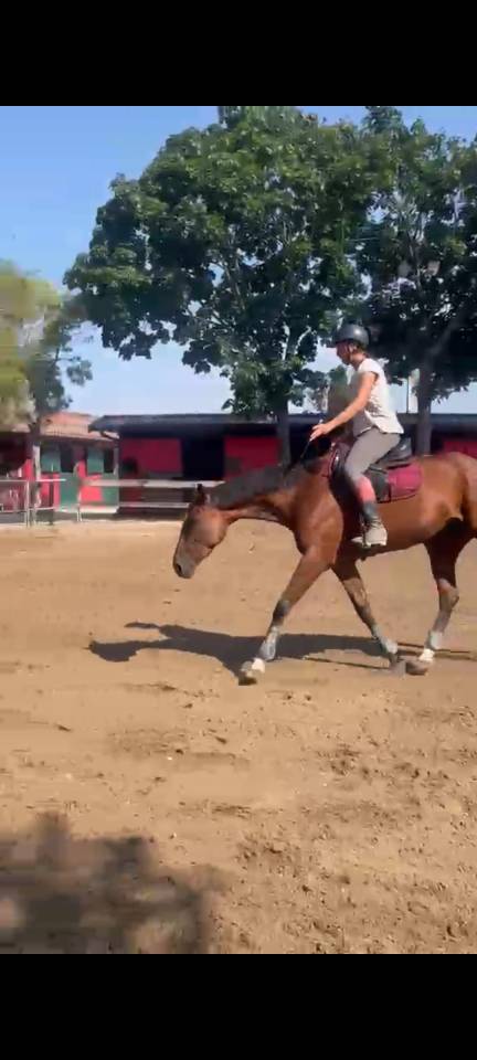 Cavalla adatta a salto ostacoli e completo