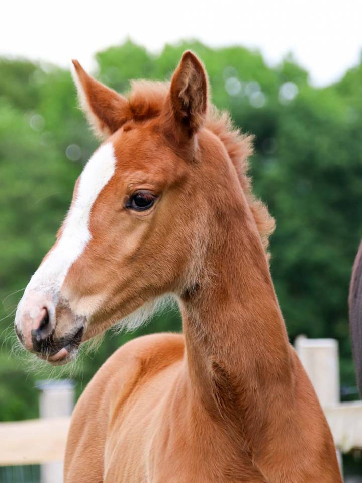 Cavalla KWPN Cavallo da Sport Neerlandese In vendita 2026 Sauro ,  Royal Dynamic