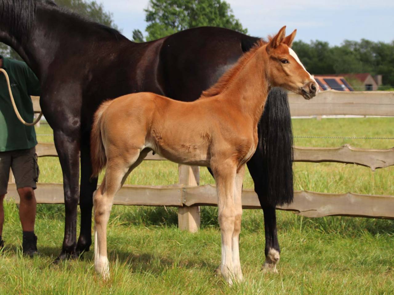 Cavalla KWPN Cavallo da Sport Neerlandese In vendita 2026 Sauro ,  Royal Dynamic