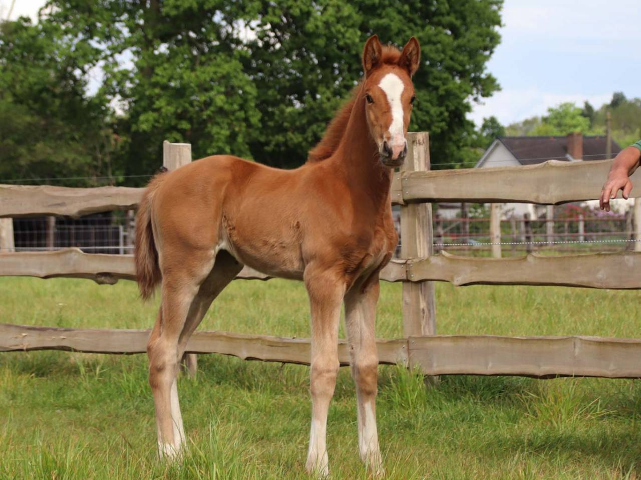 Cavalla KWPN Cavallo da Sport Neerlandese In vendita 2026 Sauro ,  Royal Dynamic