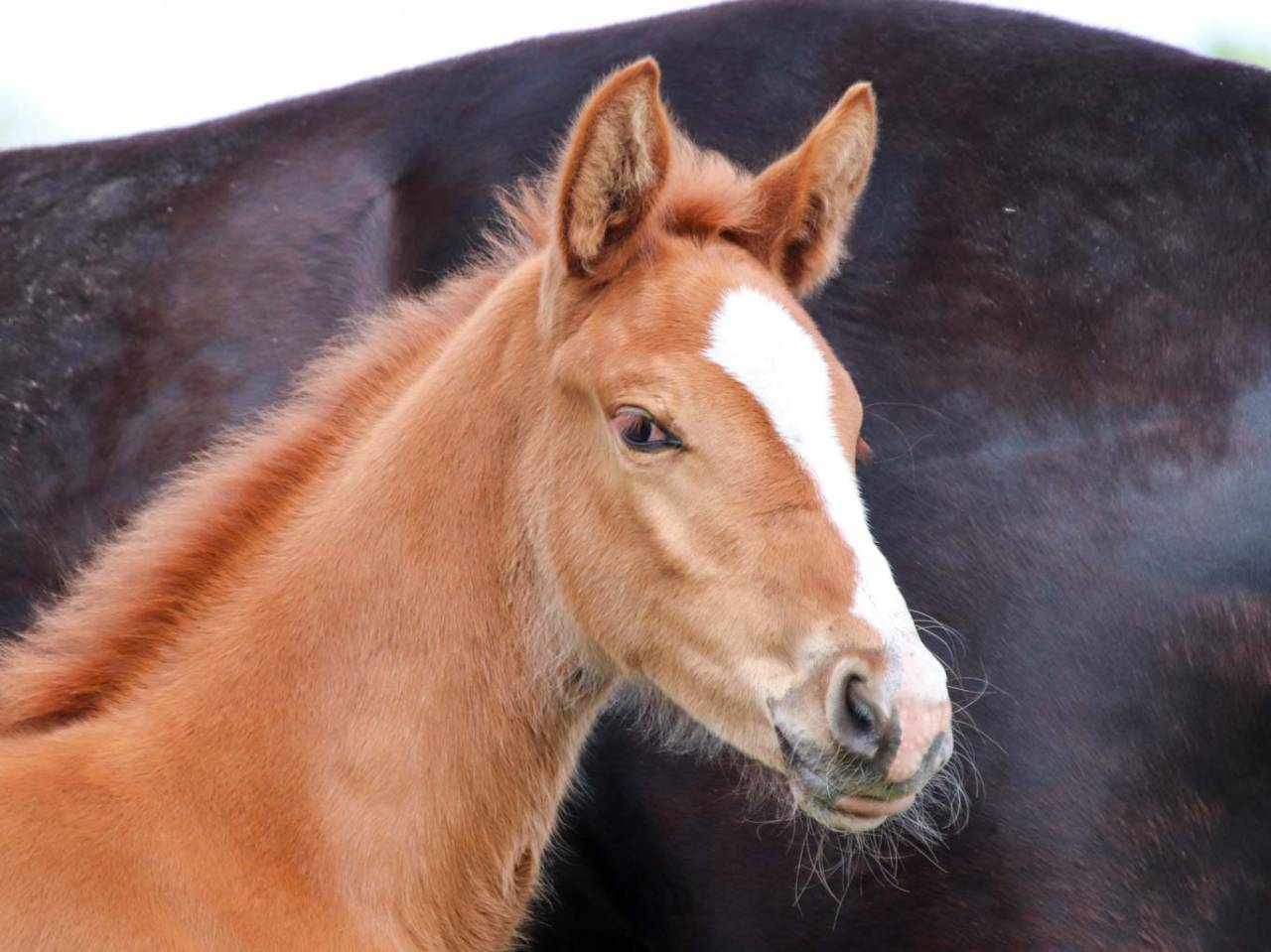 Cavalla KWPN Cavallo da Sport Neerlandese In vendita 2026 Sauro ,  Royal Dynamic