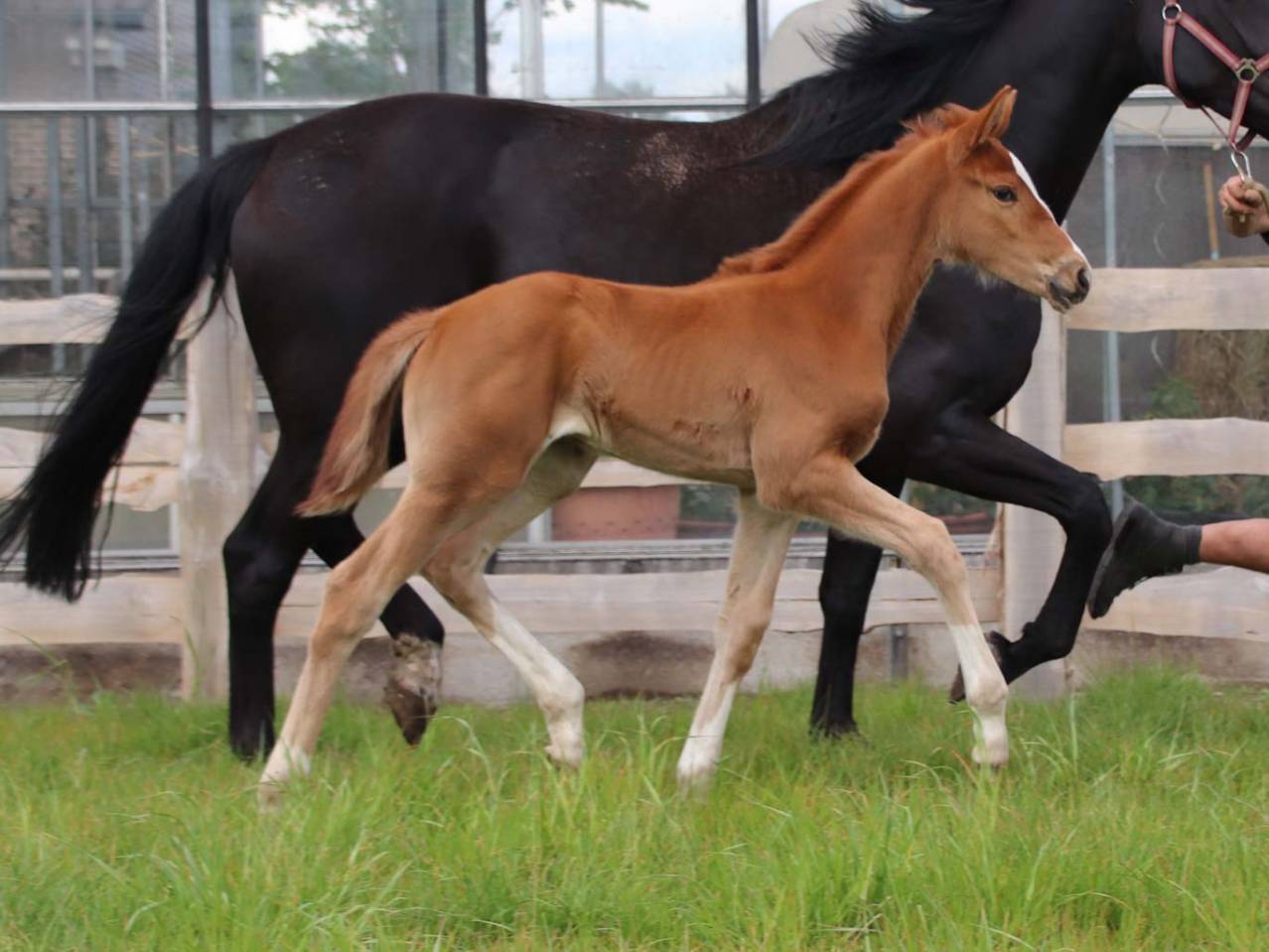 Cavalla KWPN Cavallo da Sport Neerlandese In vendita 2026 Sauro ,  Royal Dynamic
