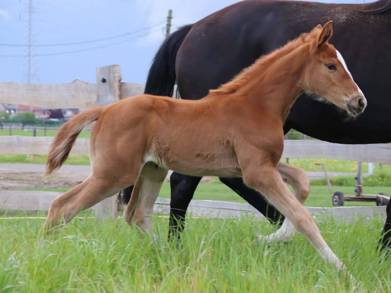 Cavalla KWPN Cavallo da Sport Neerlandese In vendita 2026 Sauro ,  Royal Dynamic