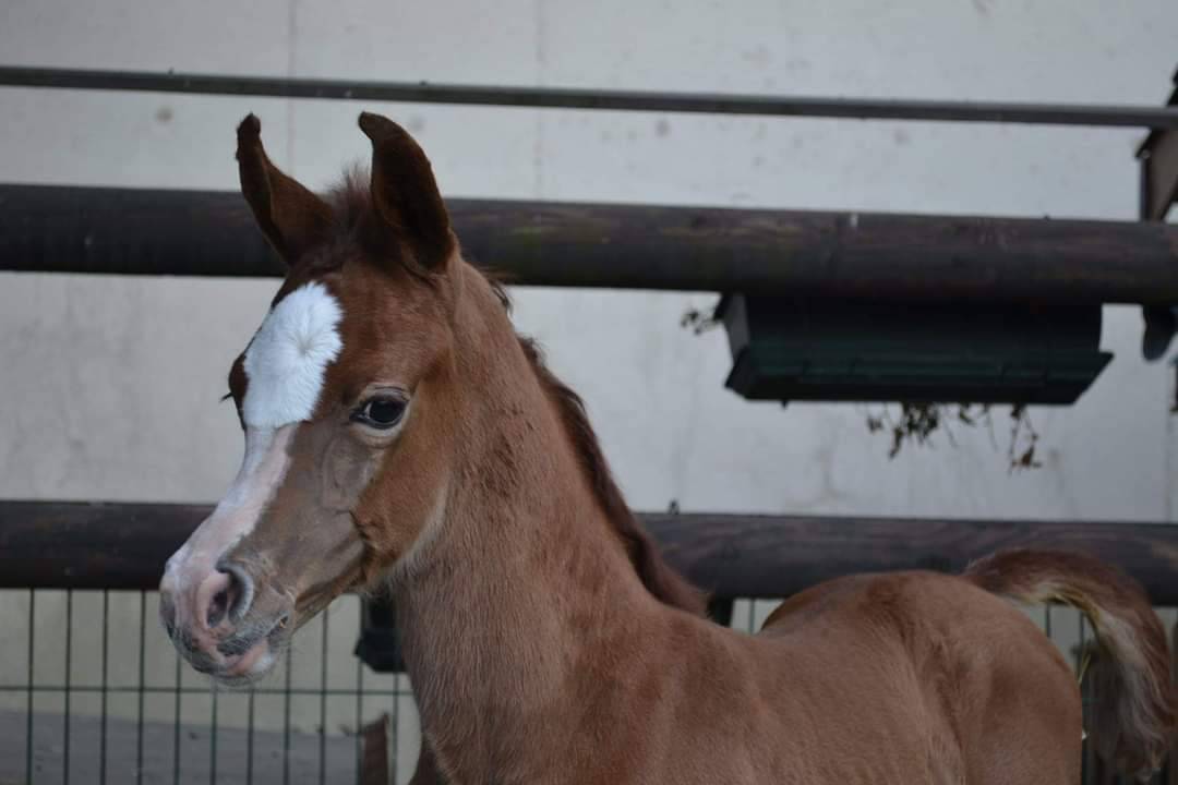 Stallone Arabo In vendita 2019 Grigio ,  L.a kronos