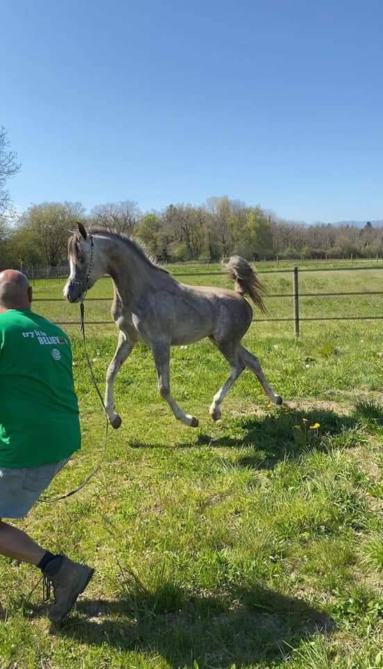 Stallone Arabo In vendita 2019 Grigio ,  L.a kronos