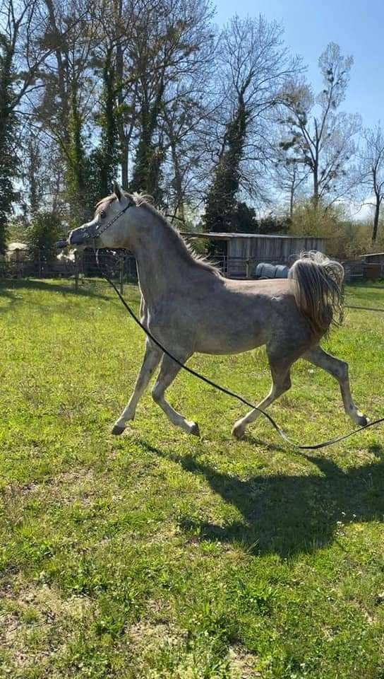 Stallone Arabo In vendita 2019 Grigio ,  L.a kronos