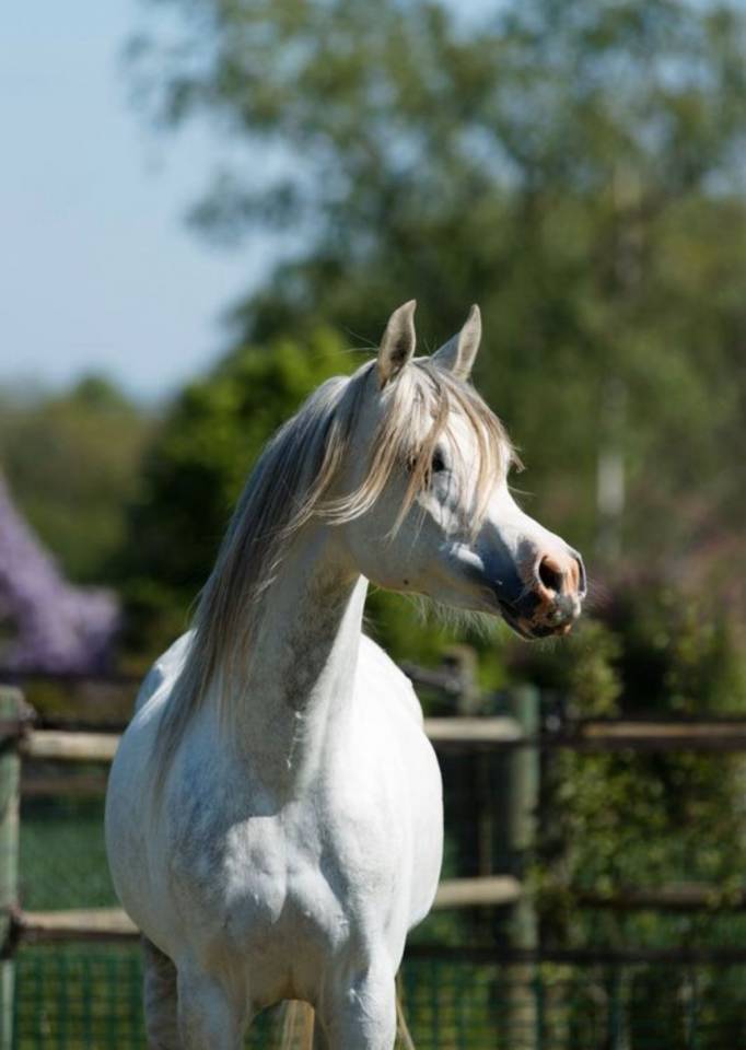 Stallone Arabo In vendita 2019 Grigio ,  L.a kronos