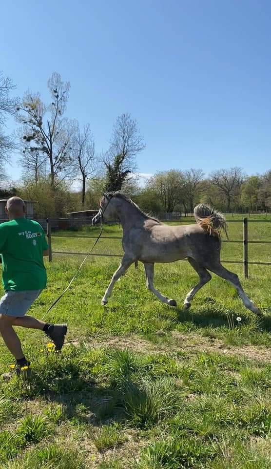 Stallone Arabo In vendita 2019 Grigio ,  L.a kronos