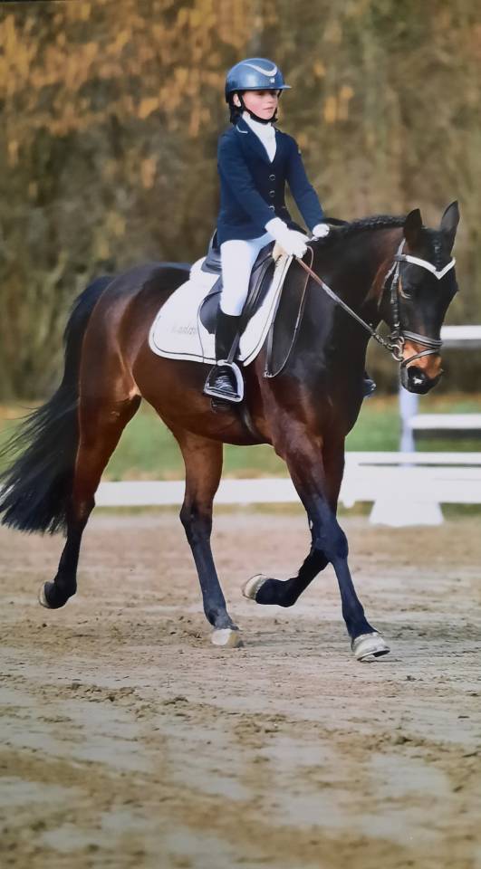 Pony castrone del 2017  baio scuro
