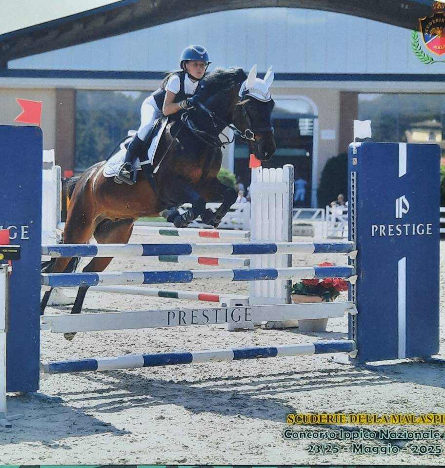 Pony castrone del 2017  baio scuro