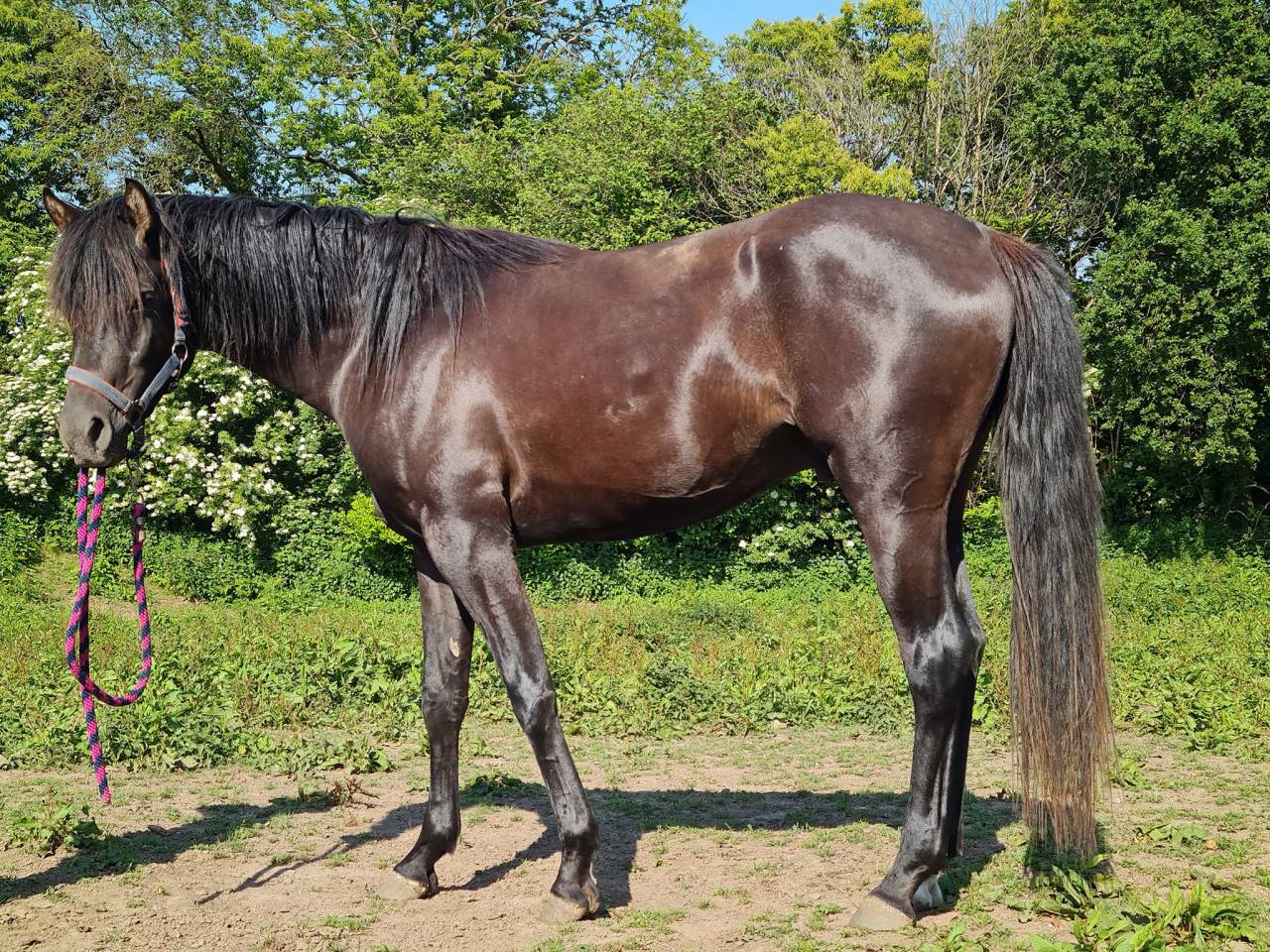 Stallone Purosangue Arabo In vendita 2020 Nero ,  Avalon Be Beautifull
