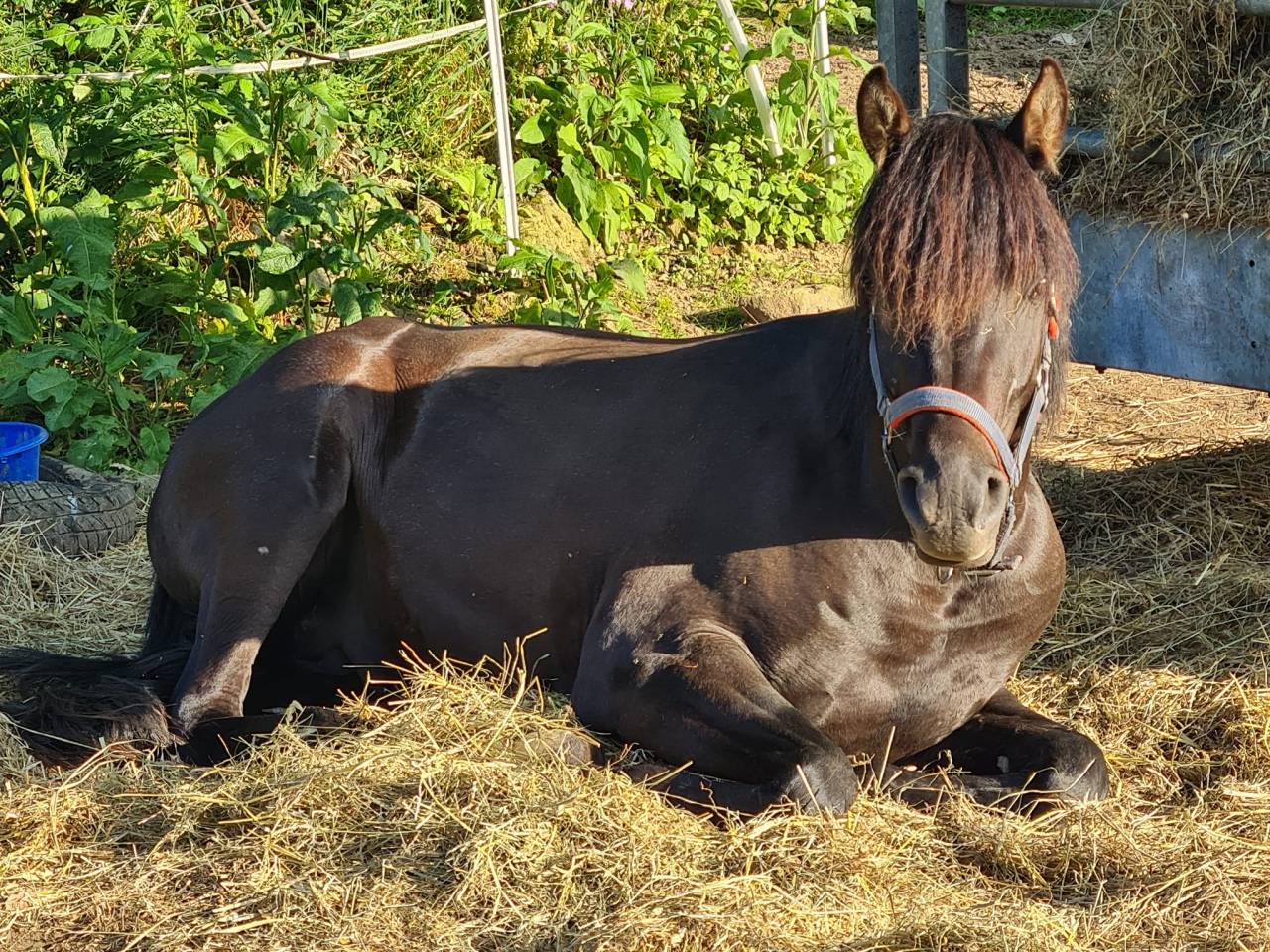 Stallone Purosangue Arabo In vendita 2020 Nero ,  Avalon Be Beautifull