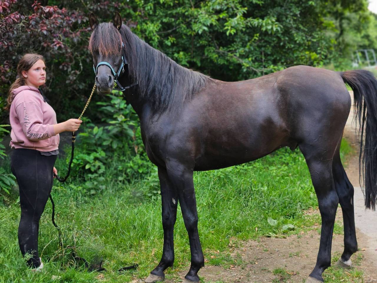 Stallone Purosangue Arabo In vendita 2020 Nero ,  Avalon Be Beautifull