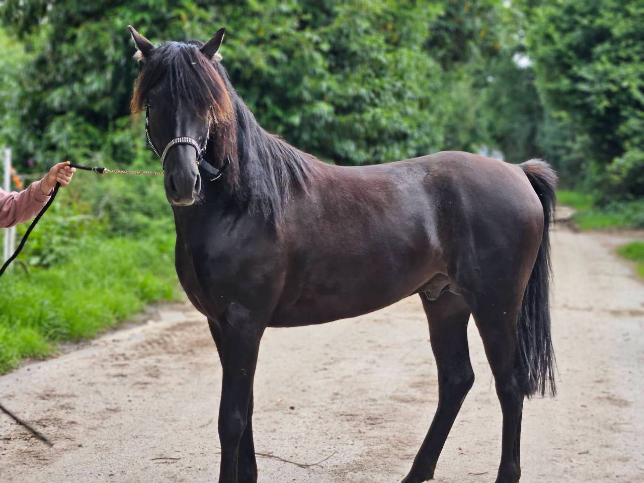 Stallone Purosangue Arabo In vendita 2020 Nero ,  Avalon Be Beautifull